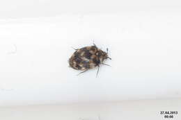 Image of Sacramento Anthicid Beetle