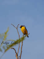 Image of scrub euphonia