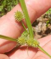 Image of pine barren flatsedge