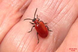 Image of Scarlet lily beetle