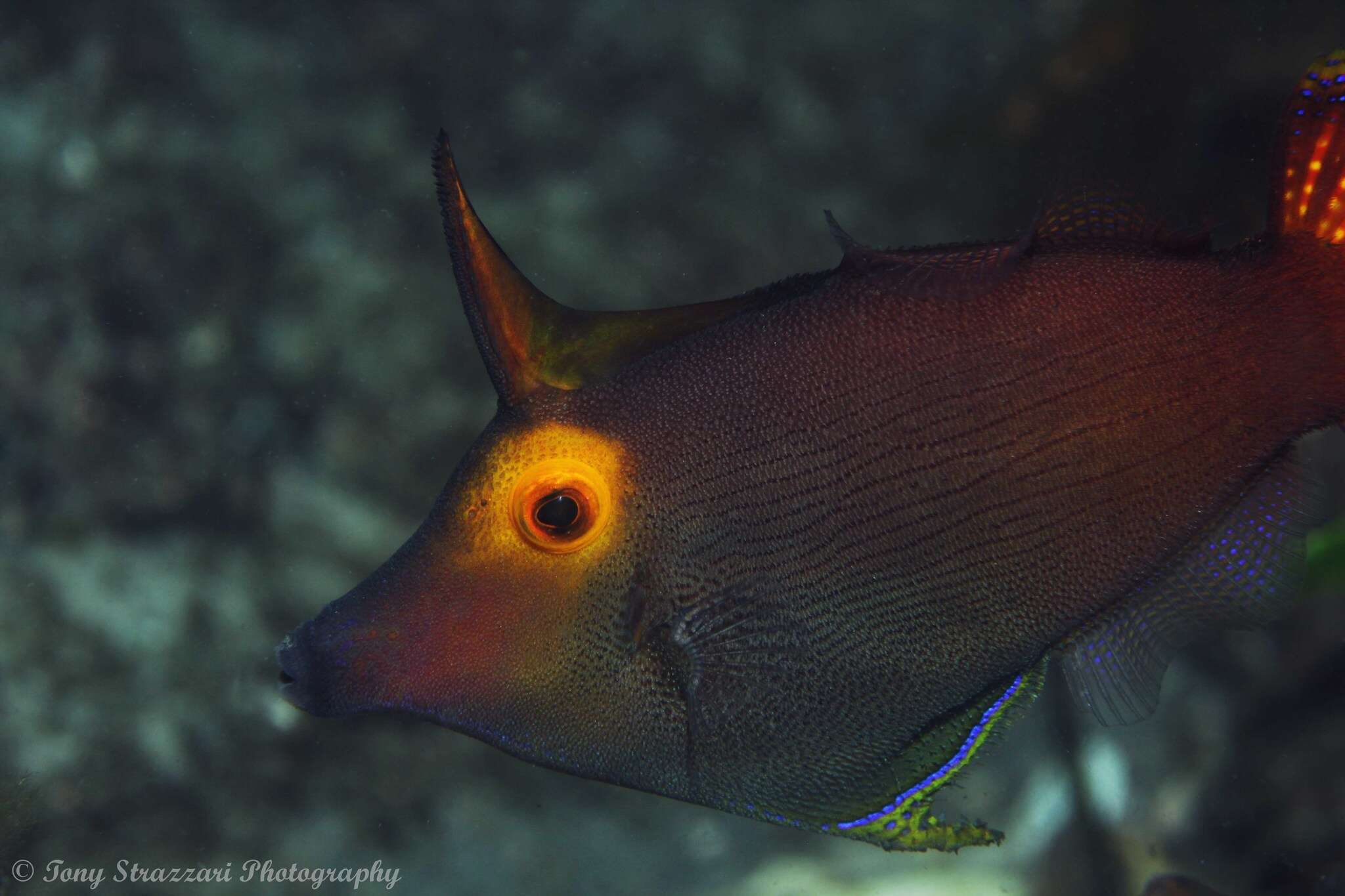 Image of Yellow-eyed leatherjacket