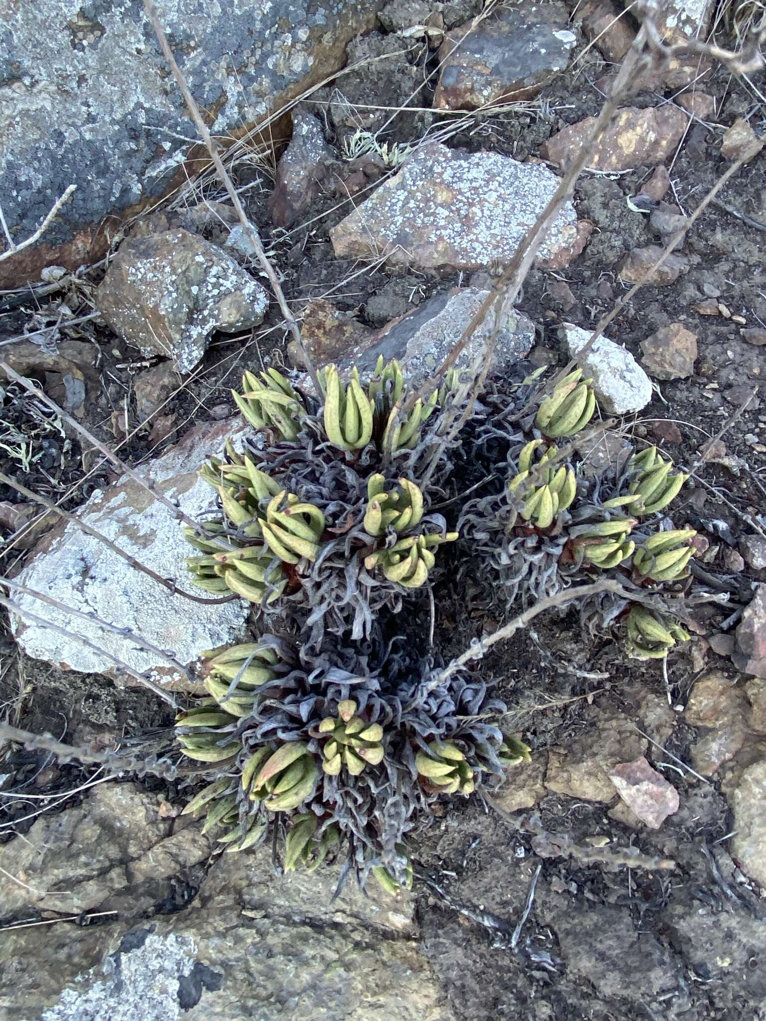 Imagem de Dudleya anomala (Davidson) Moran