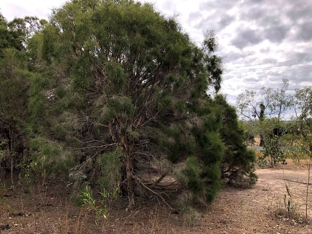 Image of Melaleuca irbyana R. T. Baker