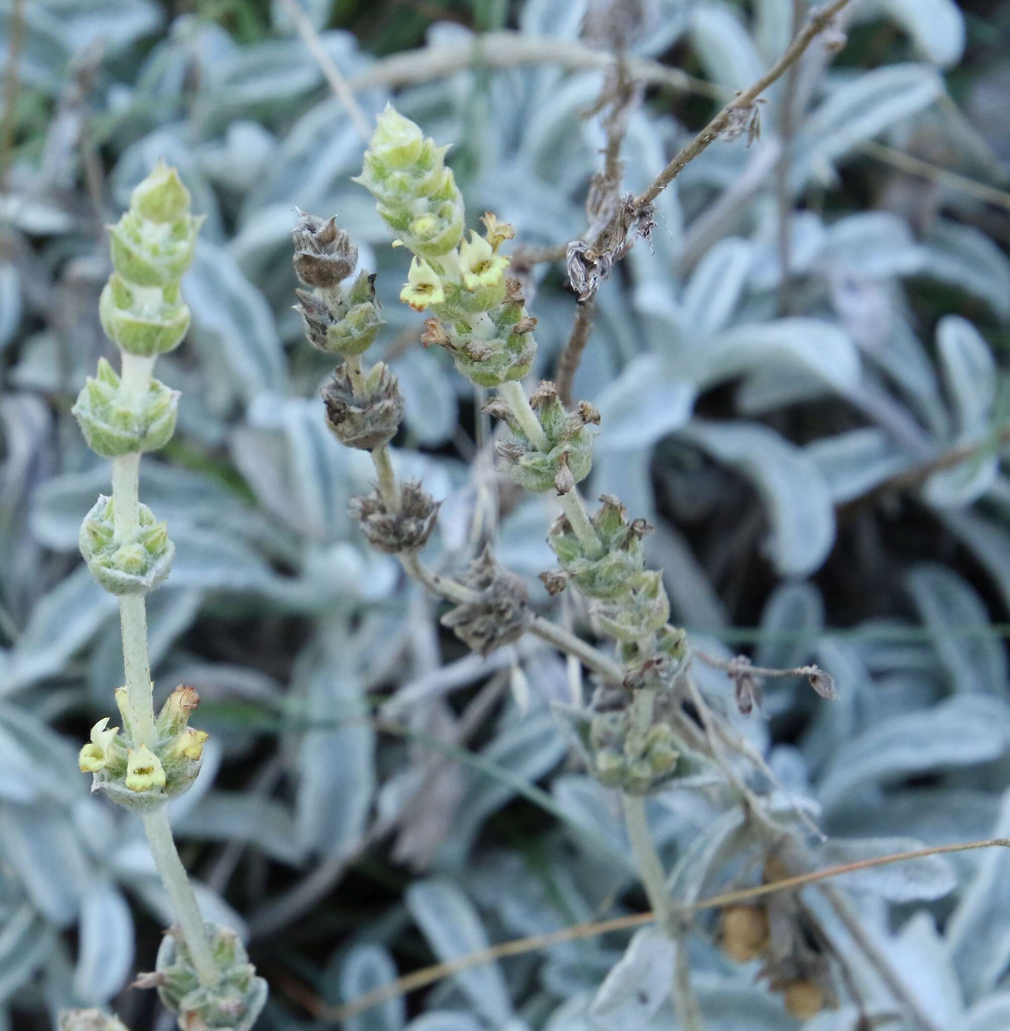 Image of Sideritis italica (Mill.) Greuter & Burdet