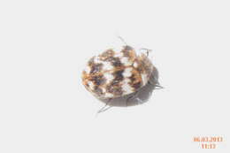 Image of Sacramento Anthicid Beetle