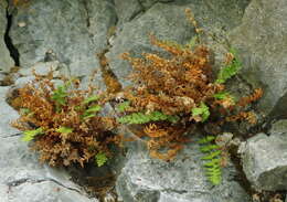 Image of Rocky Mountain woodsia