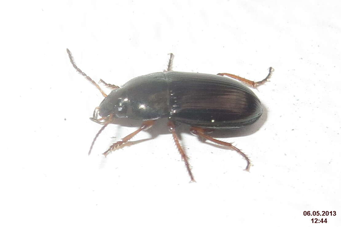 Image of Harpalus (Harpalus) latus (Linnaeus 1758)