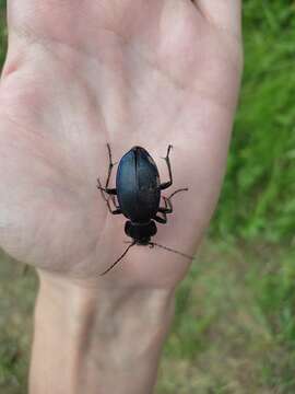 Sivun Carabus (Morphocarabus) scheidleri Panzer 1799 kuva