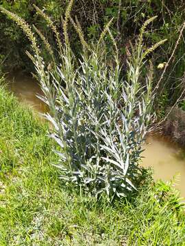 Image of Milky Loosestrife