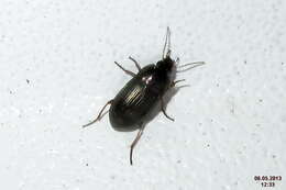 Image of Harpalus (Harpalus) latus (Linnaeus 1758)