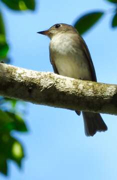 Image of Asian Brown Flycatcher