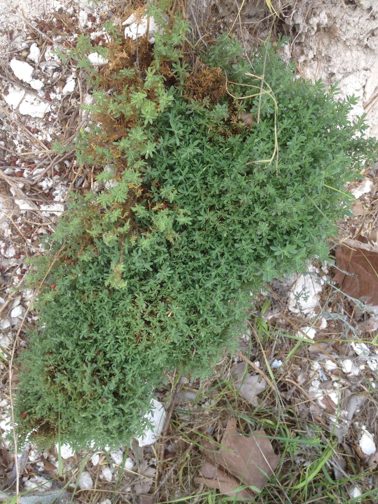 Image of Yellow Restharrow