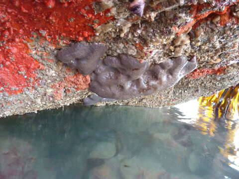 Image of elephant ear sponge