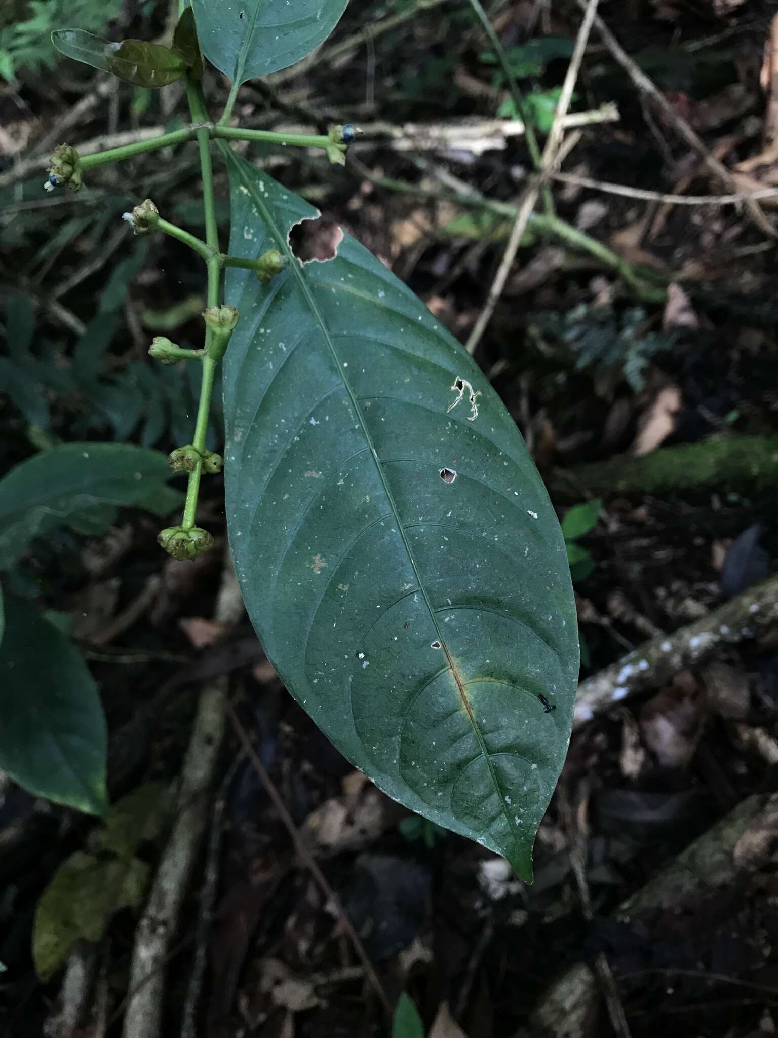 Image of Palicourea caerulea (Ruiz & Pav.) Schult.