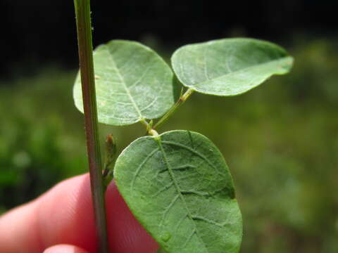 Imagem de Desmodium marilandicum Darl.