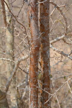 Imagem de Vachellia exuvialis (Verd.) Kyal. & Boatwr.