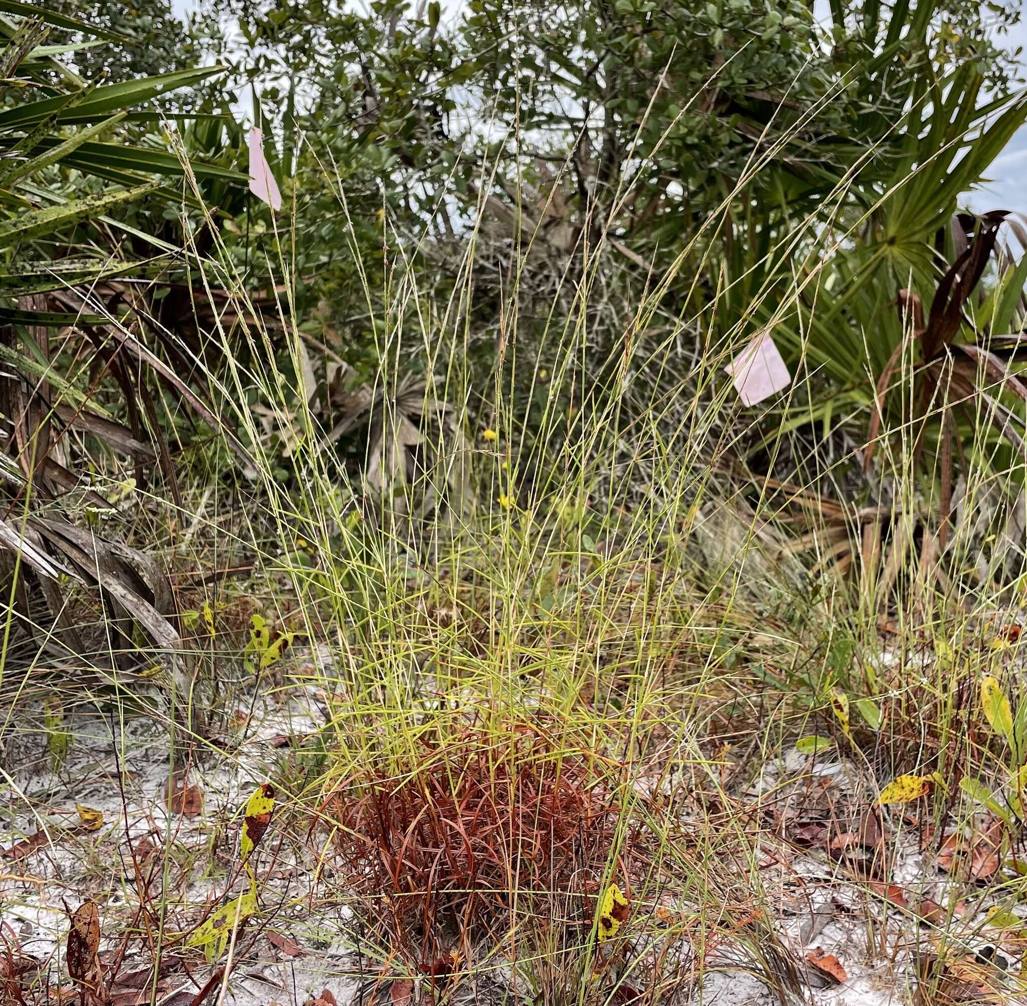 Schizachyrium niveum (Swallen) Gould resmi