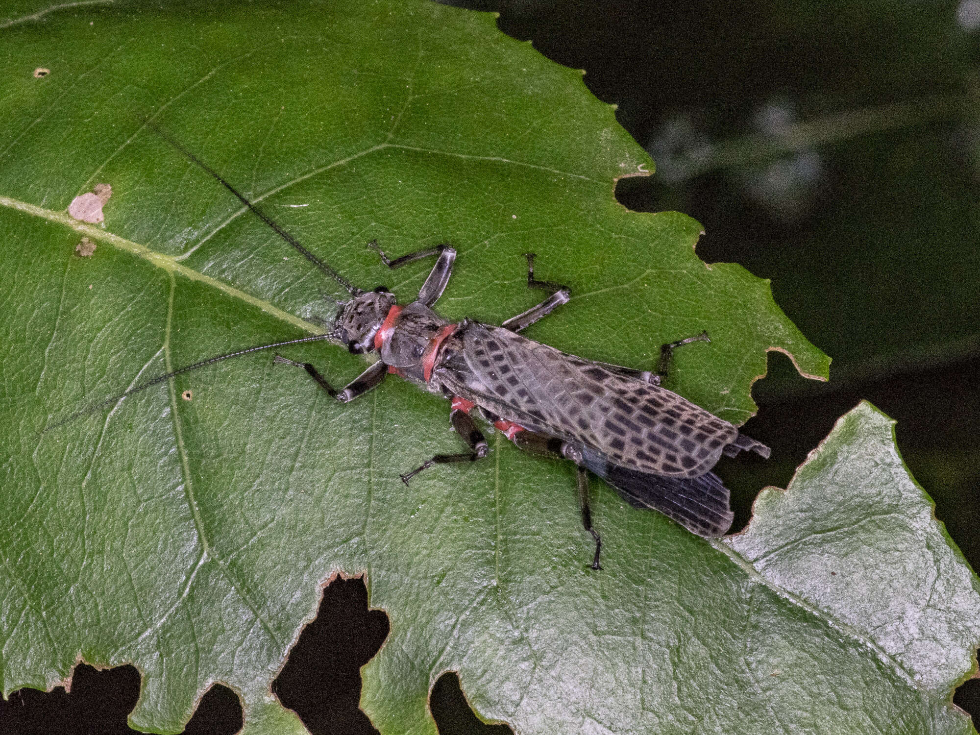 Image of Eusthenia venosa (Tillyard 1921)