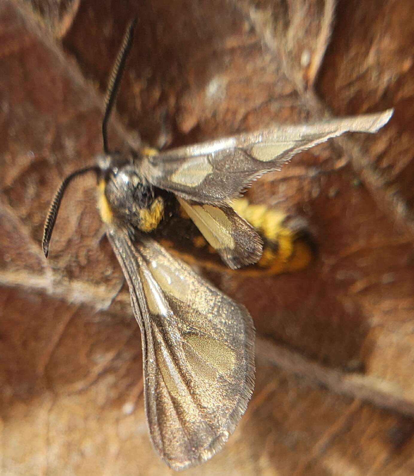 Sivun Ceryx anthraciformis Wallengren 1860 kuva