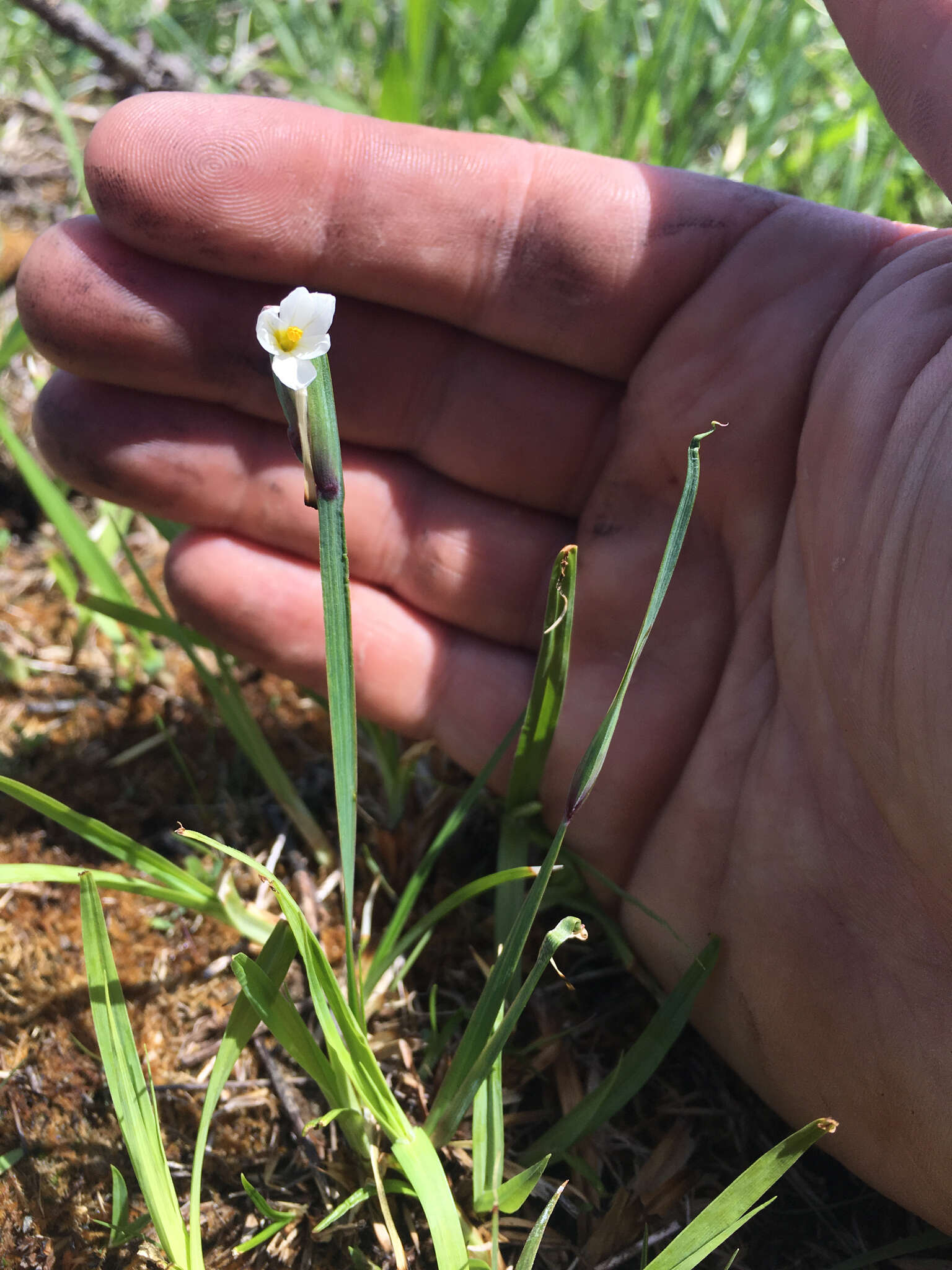 Image of white blue-eyed grass