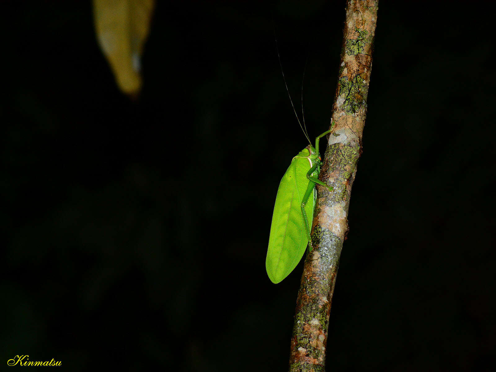 Image of Pseudophyllus hercules (Karny 1923)