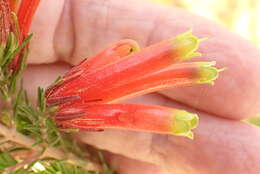 Image of Erica unicolor Wendl.