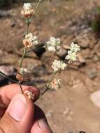 Image of Abert's buckwheat