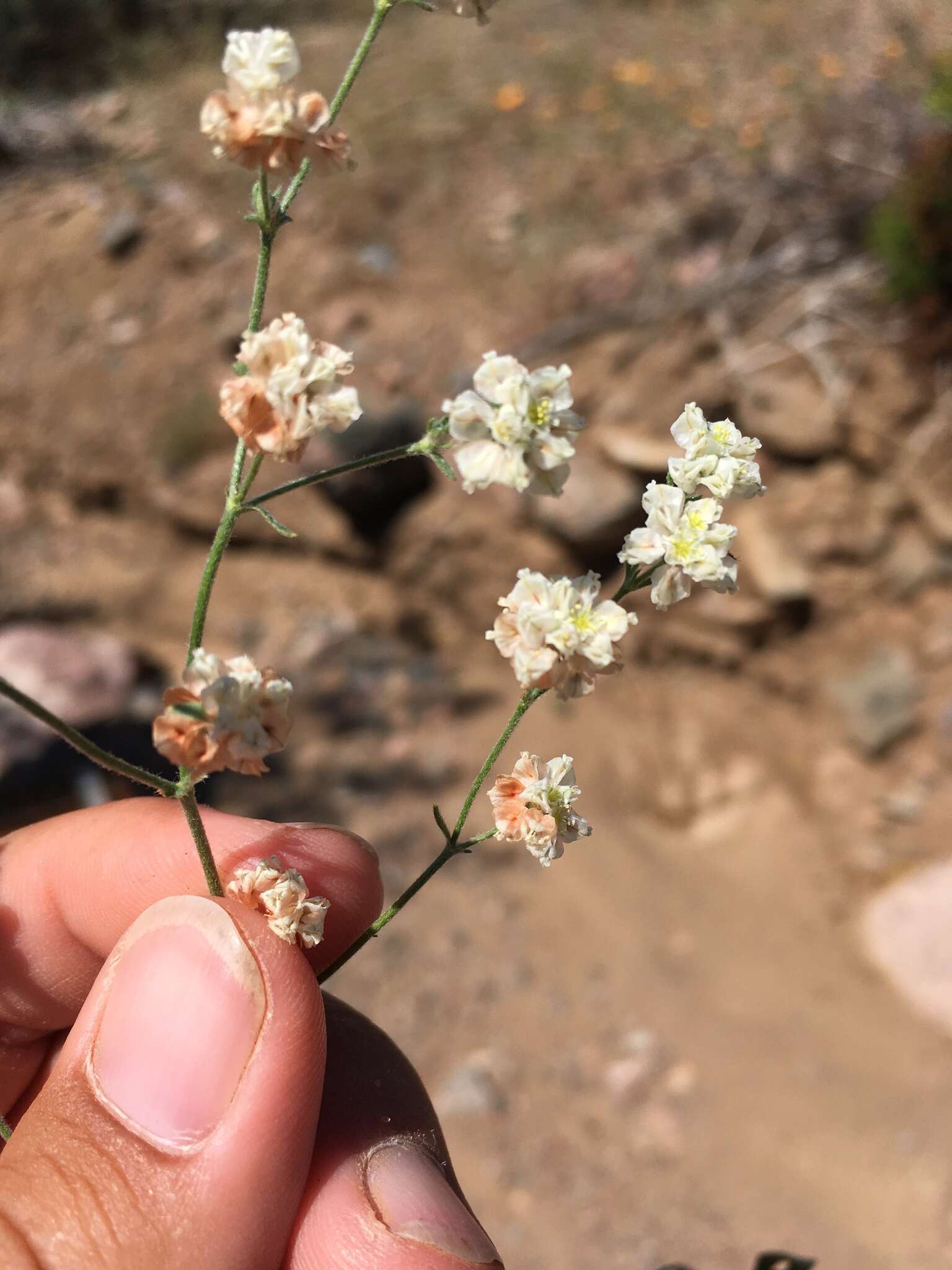 Image of Abert's buckwheat