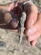 Image of Red-shanked Grasshopper