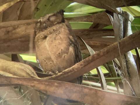 Image of Sunda Scops Owl