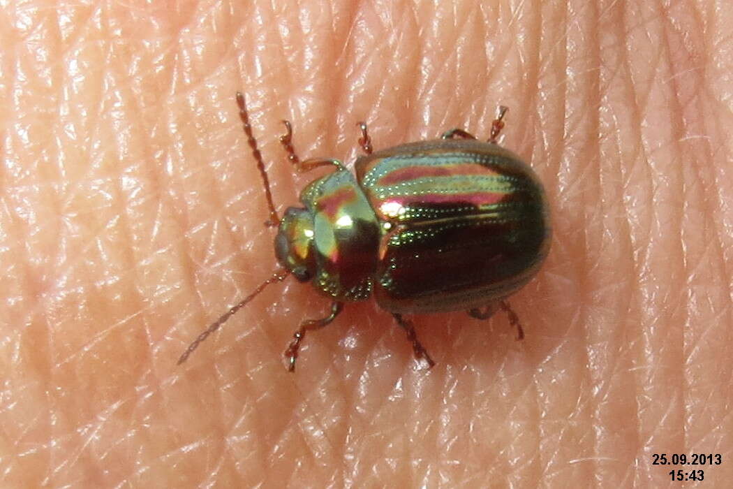 Image of Chrysolina americana