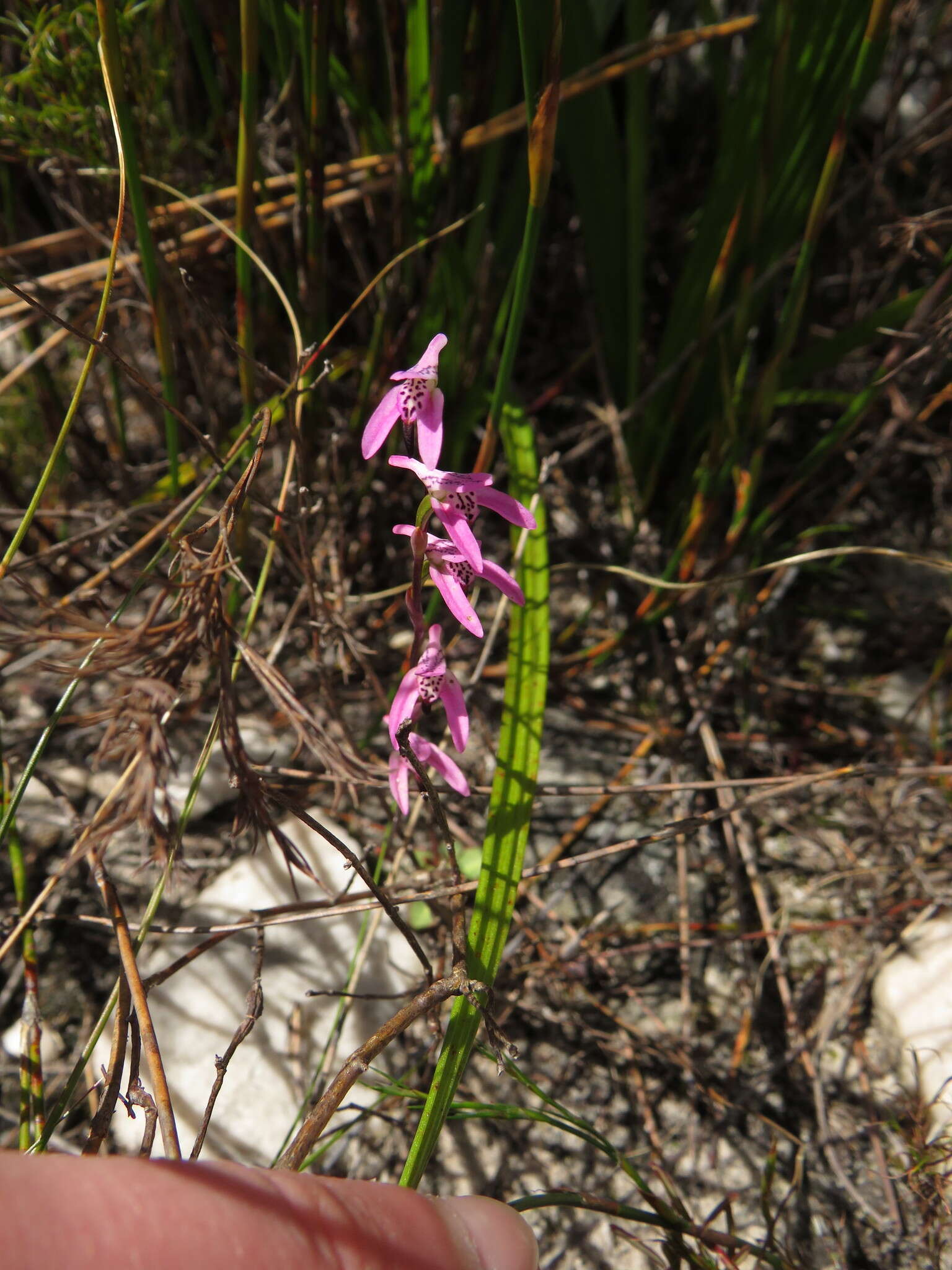 Image of Disa obliqua subsp. clavigera (Lindl.) Bytebier