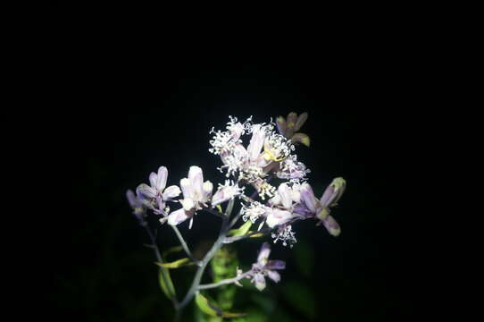 Plancia ëd Syneilesis aconitifolia (Bunge) Maxim.