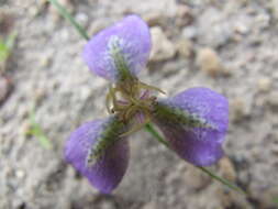 Image of Mastigostyla hoppii R. C. Foster