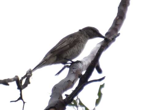 Image of Common Cicadabird