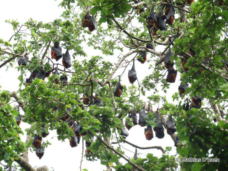 Image of Pemba Flying Fox