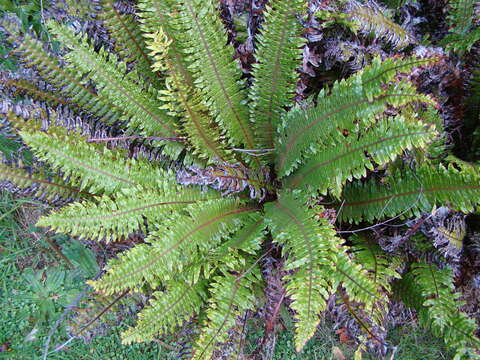 Image of Lomaria discolor (G. Forst.) Willd.