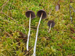 Imagem de Psilocybe fuscofulva Peck 1887