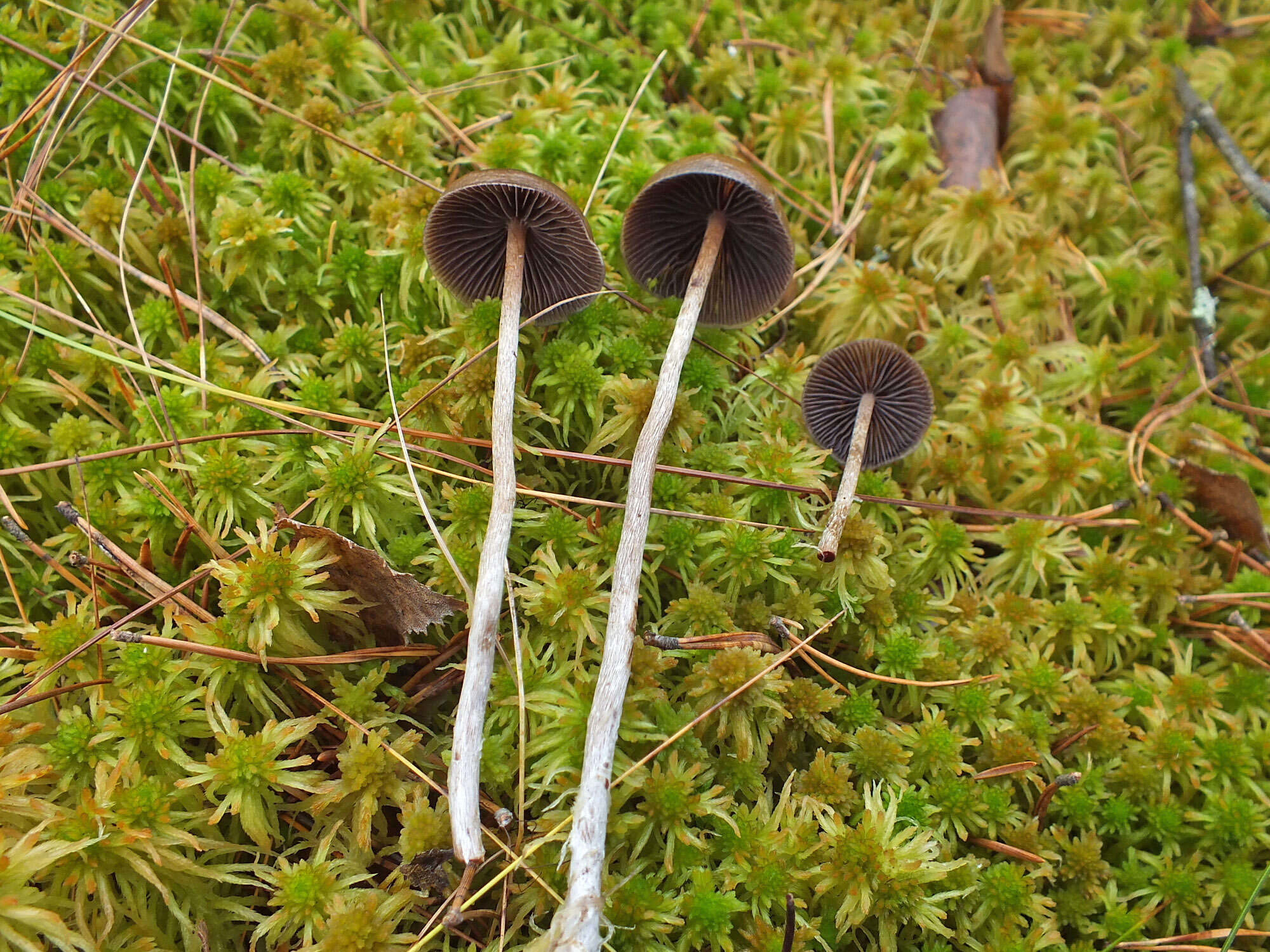 Image of Psilocybe fuscofulva Peck 1887