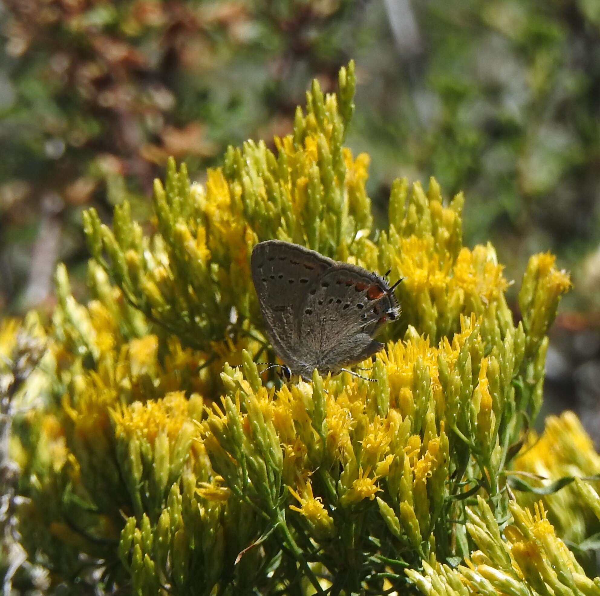 صورة Satyrium californica (Edwards 1862)