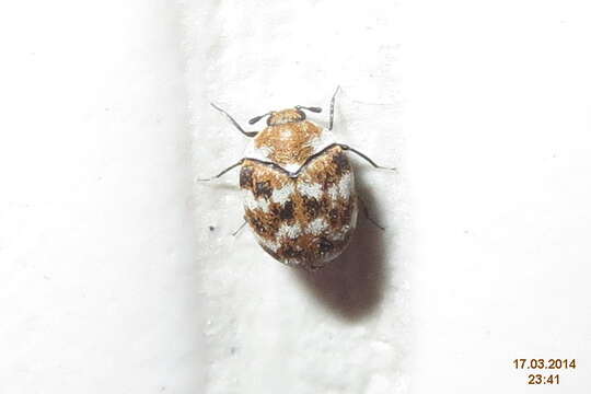 Anthrenus verbasci (Linnaeus 1767) resmi