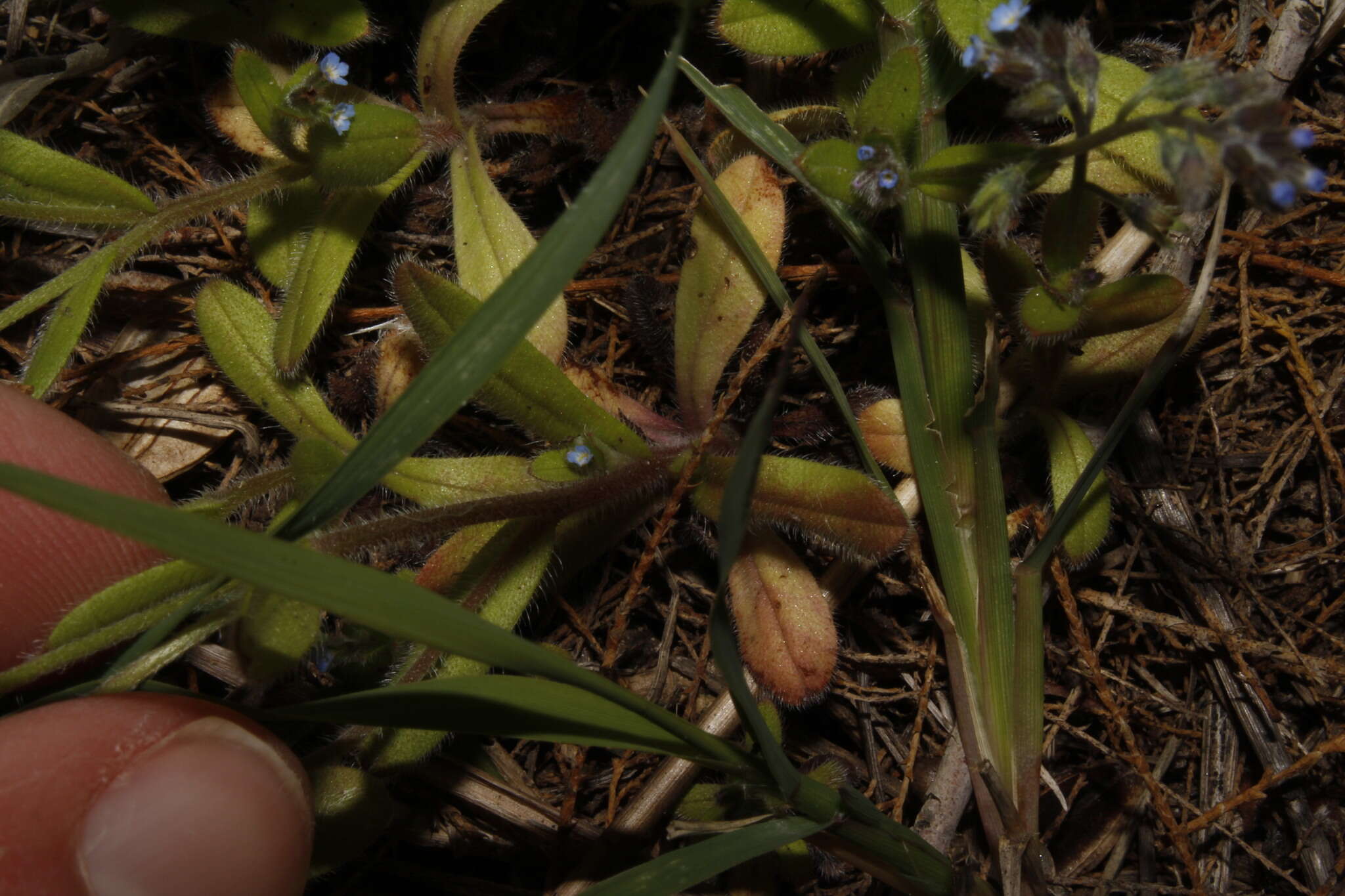 Image of Myosotis refracta subsp. refracta