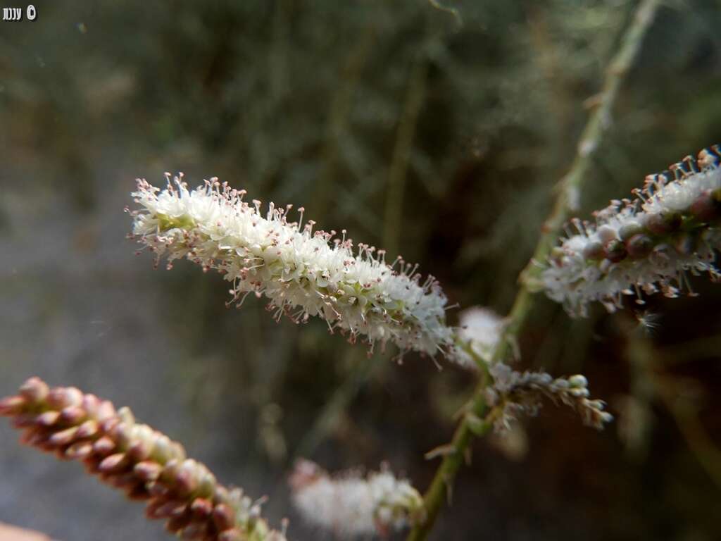 Plancia ëd Tamarix nilotica (Ehrenb.) Bunge