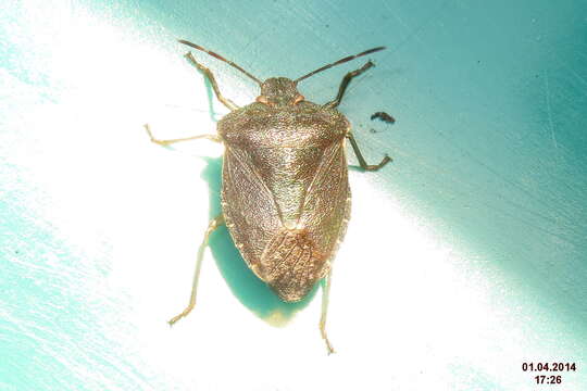 Image of Green shield bug