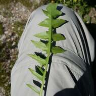 Слика од Sisymbrium austriacum Jacq.