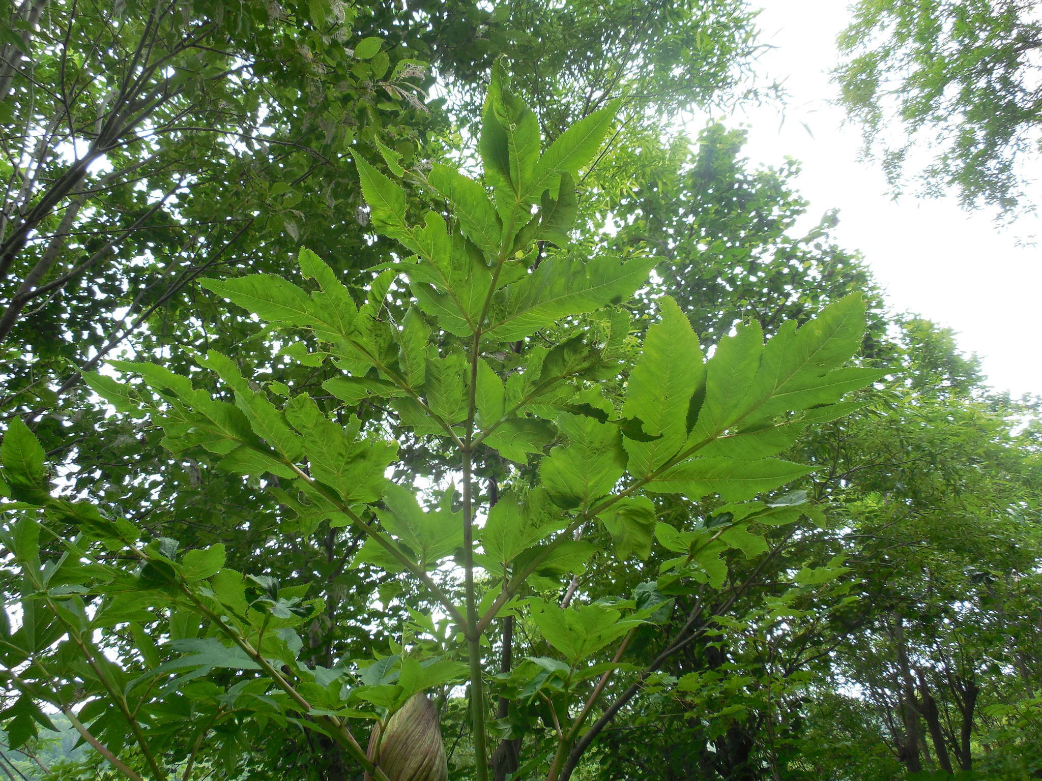 Image of Angelica ursina (Rupr.) Regel