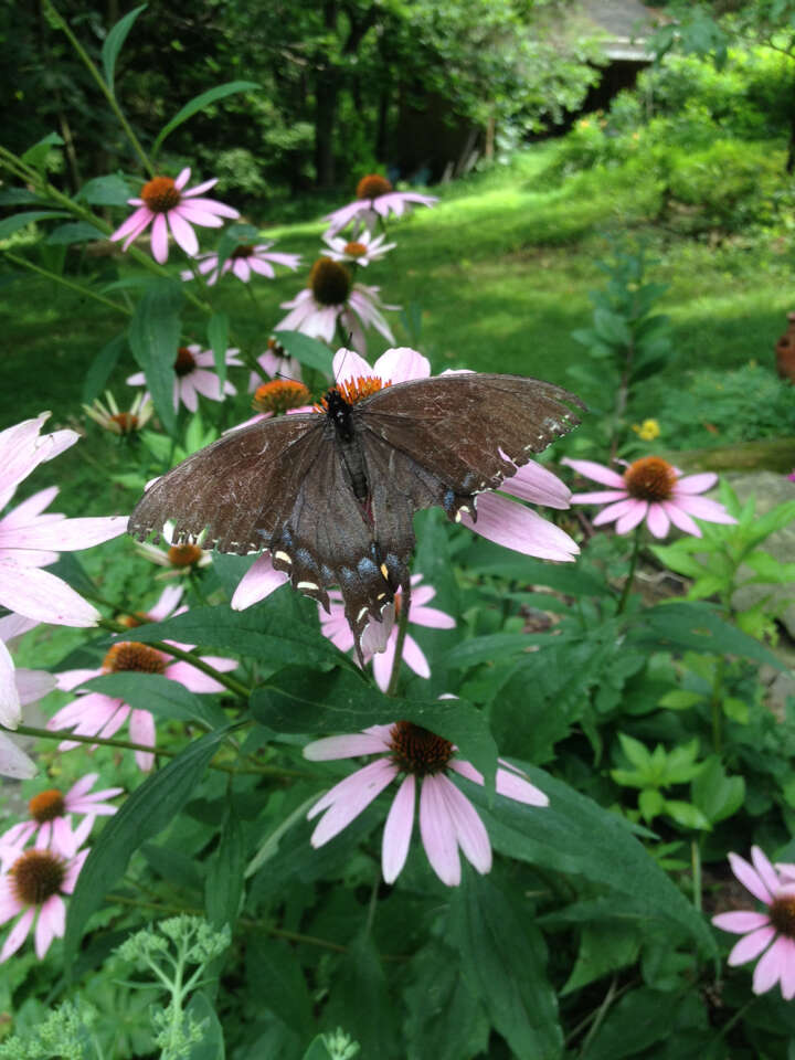 Image of Eastern Tiger Swallowtail