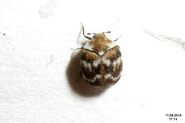 Image of Sacramento Anthicid Beetle