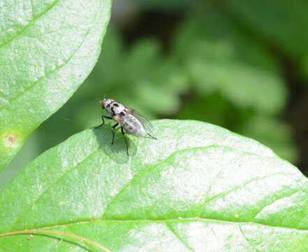 Image of Anthomyia procellaris Rondani 1866