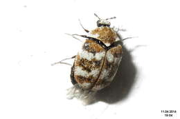 Image of Sacramento Anthicid Beetle